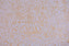 BROKEN GOLD - Natural Metallic Leather Hide